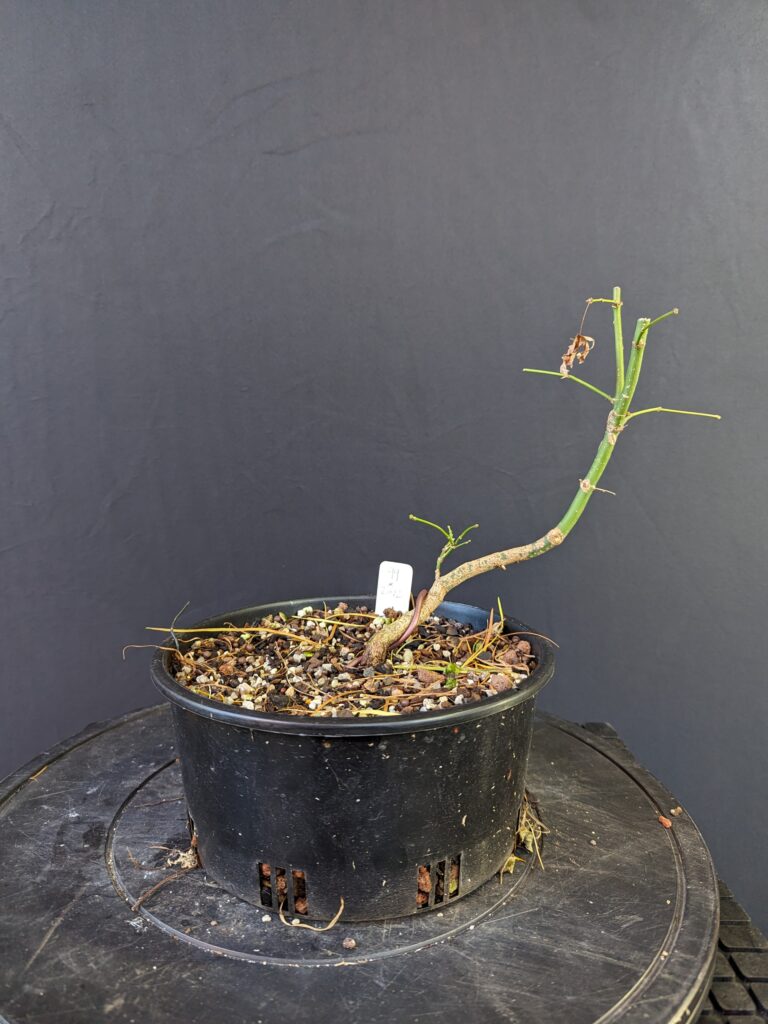 #0099 Japanese Maple