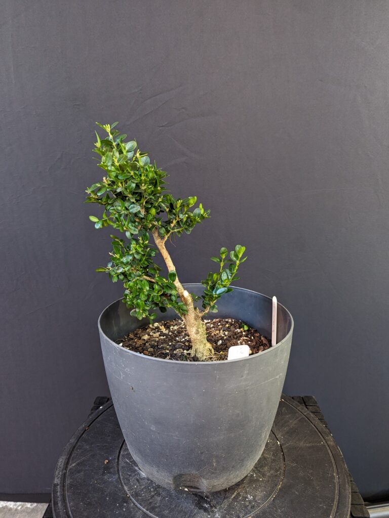 #0112 English Boxwood