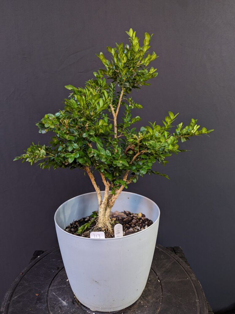 #0113 English Boxwood