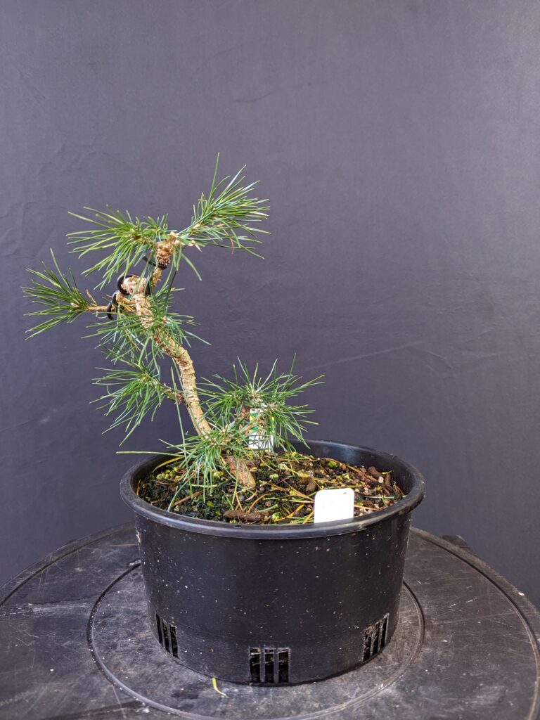 #0132 Japanese Black Pine