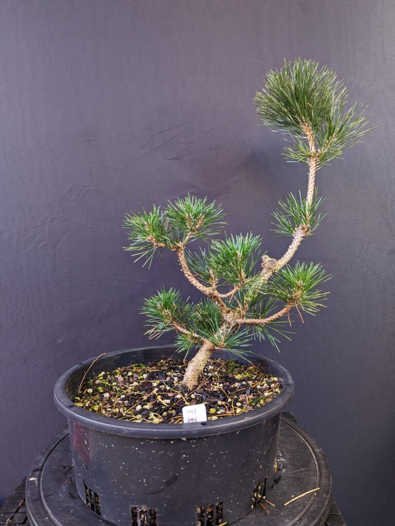 #0147 Japanese Black Pine