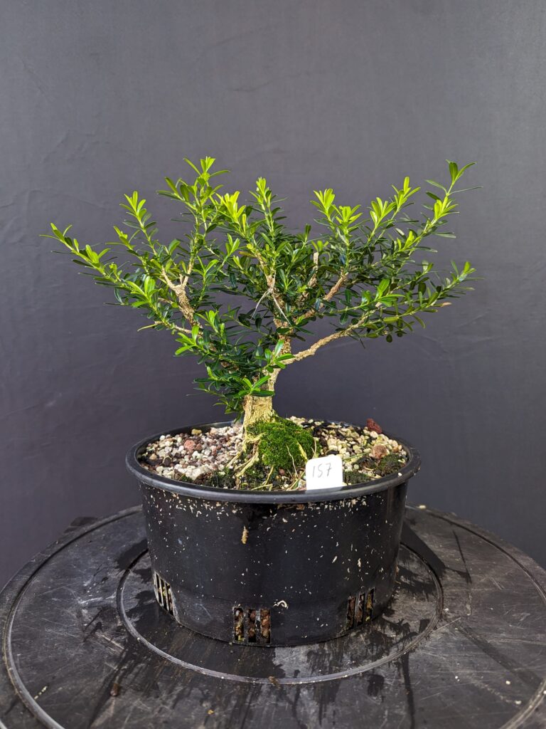 #0157 Buxus Harlandii