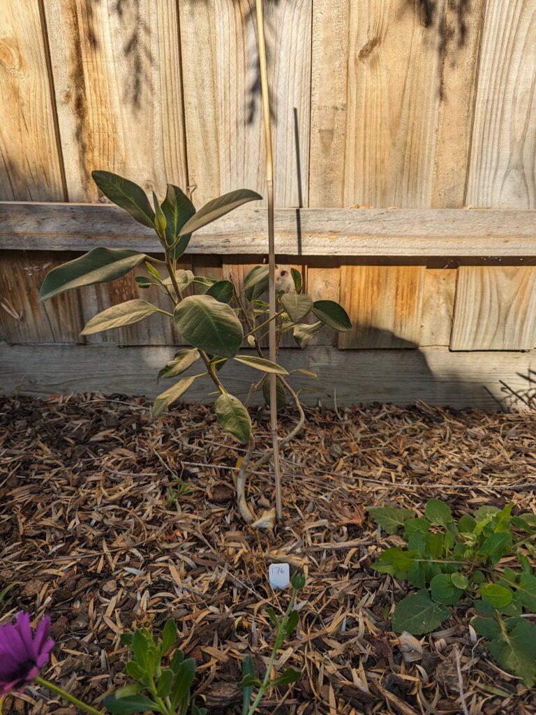 #0176 Port Jackson Fig