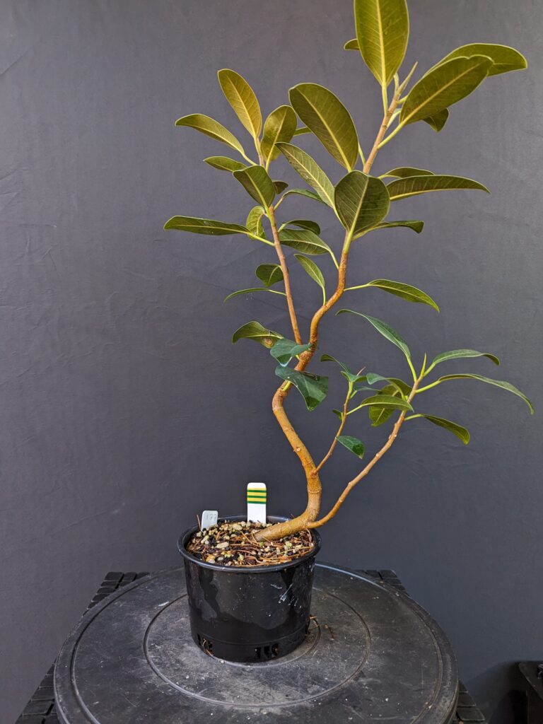 #0177 Port Jackson Fig