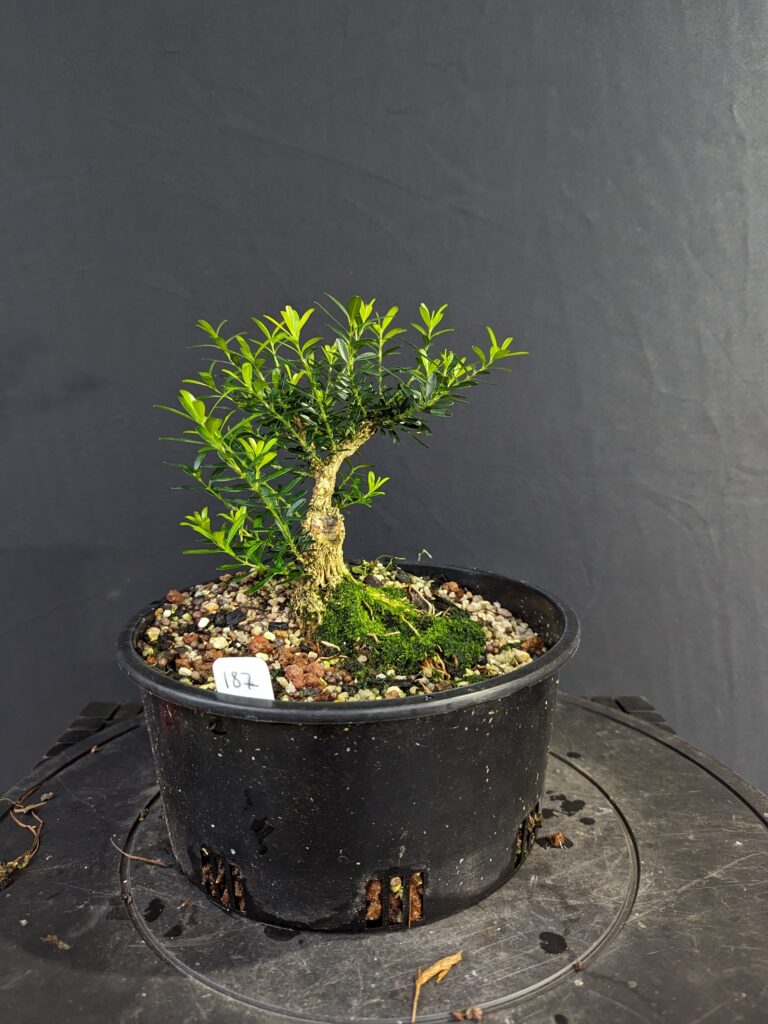 #0187 Buxus Harlandii
