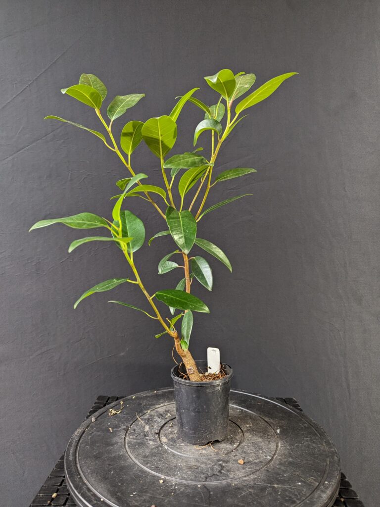 #0199 Port Jackson Fig