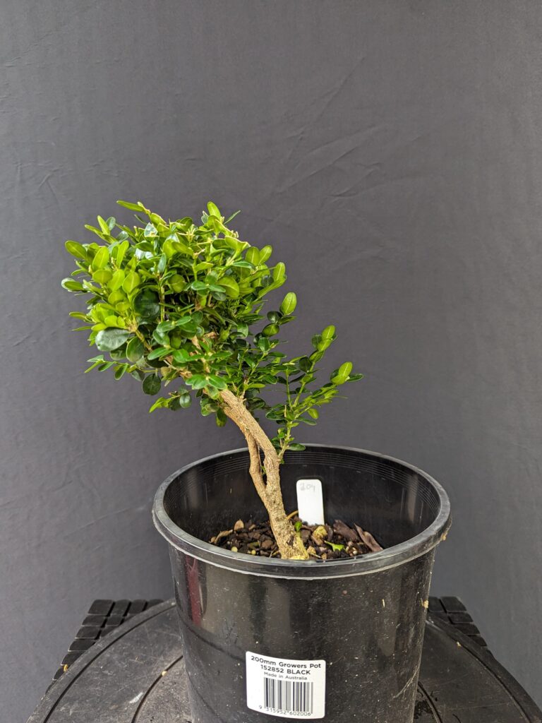 #0204 English Boxwood