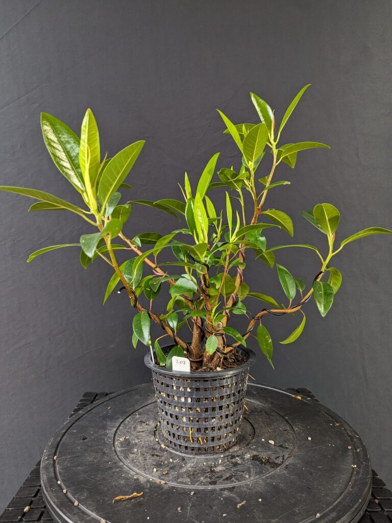 #0207 Port Jackson Fig