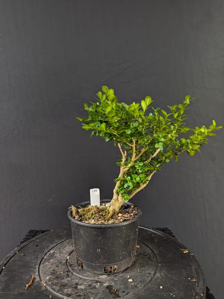 #0209 English Boxwood (gave away)