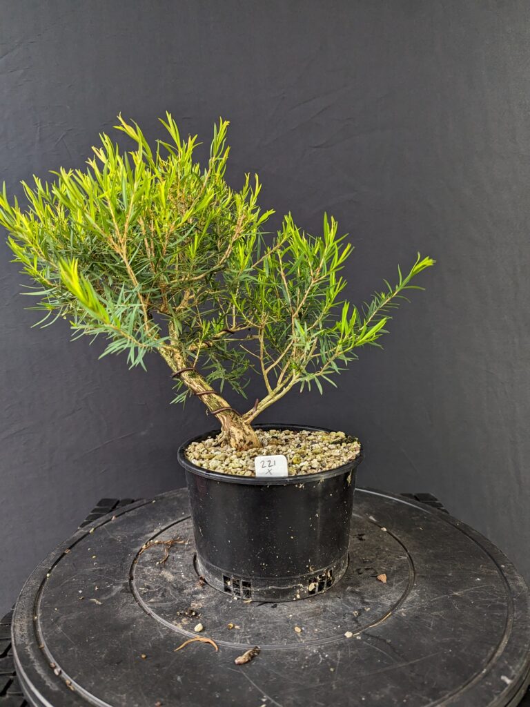 #0221 Melaleuca