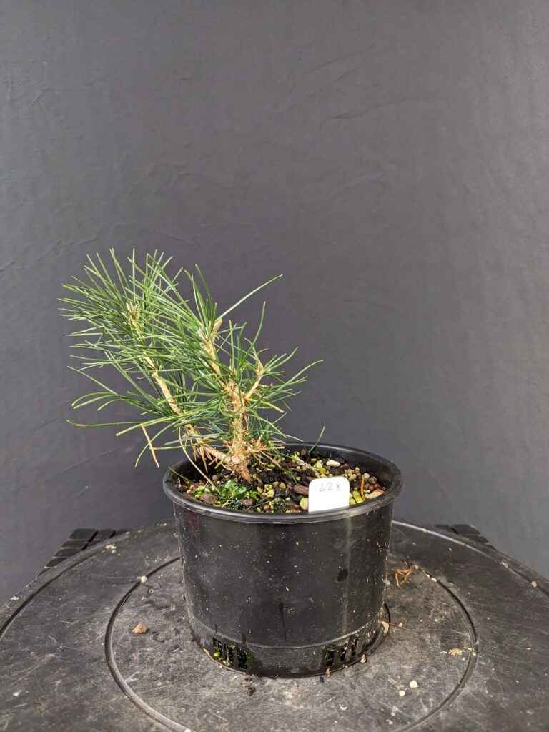 #0228 Japanese Black Pine