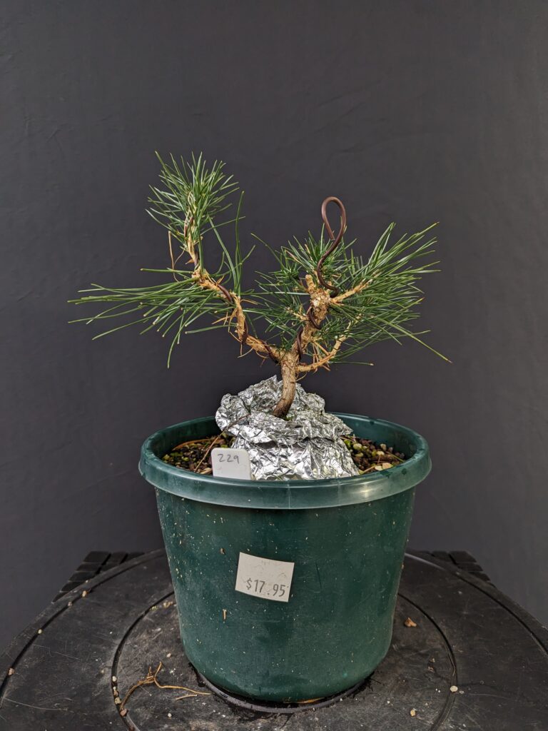 #0229 Japanese Black Pine