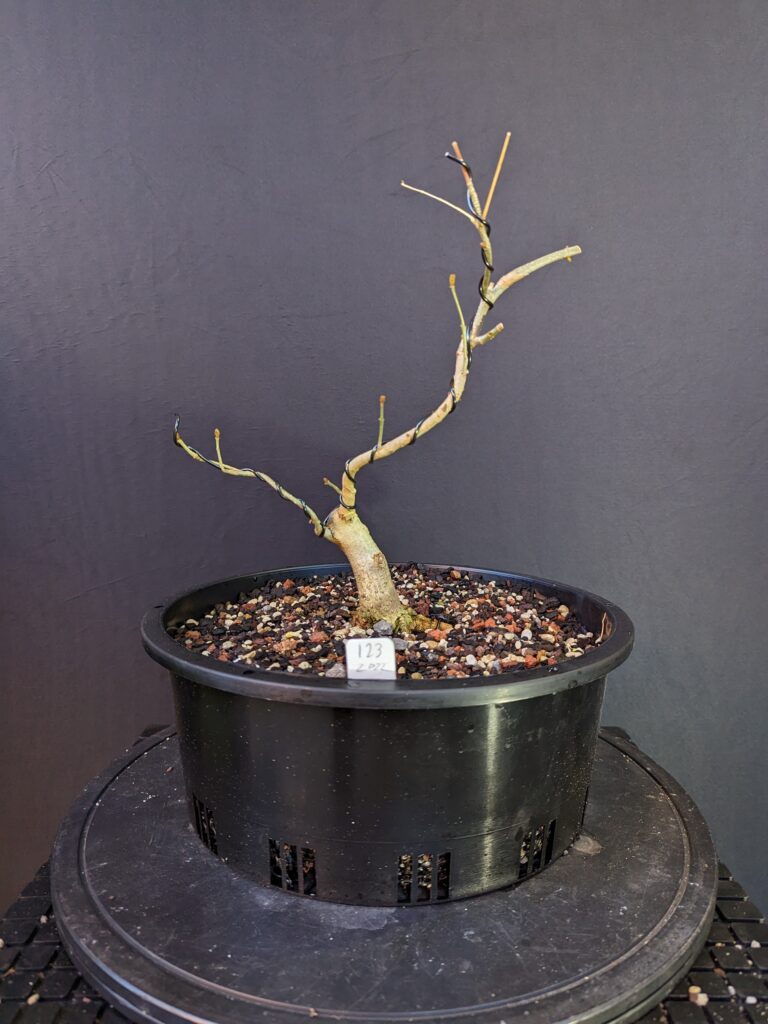 #0123 Desert Ash