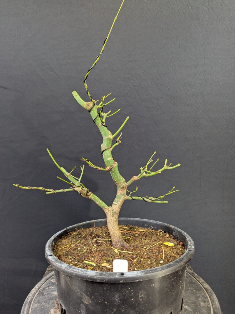 #0051 Japanese Maple