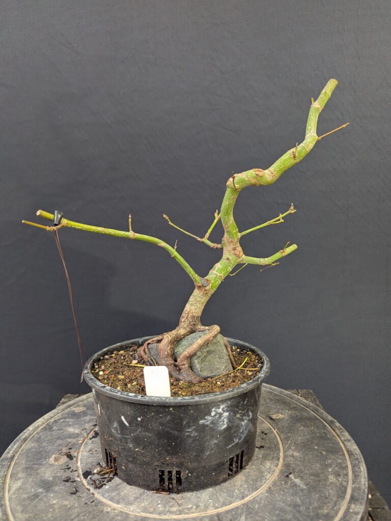 #0093 Japanese Maple