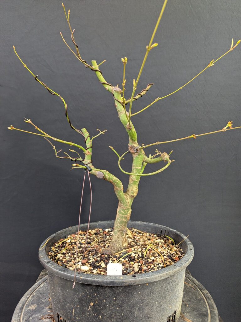 #0065 Japanese Maple