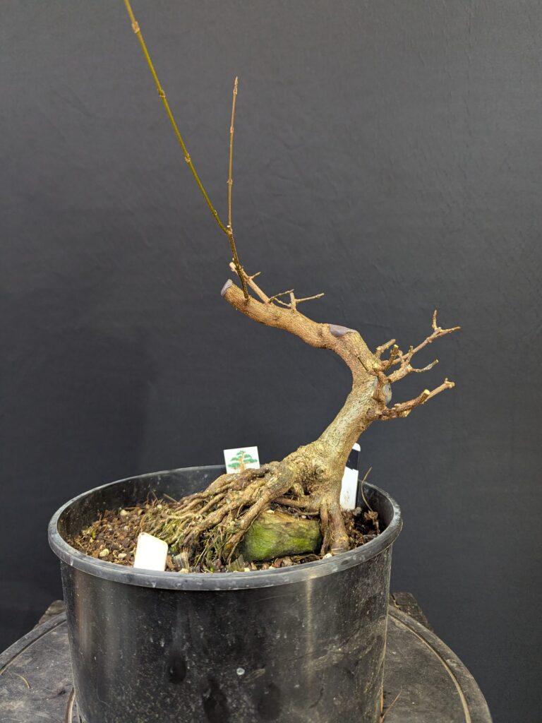 #0048 Trident Maple