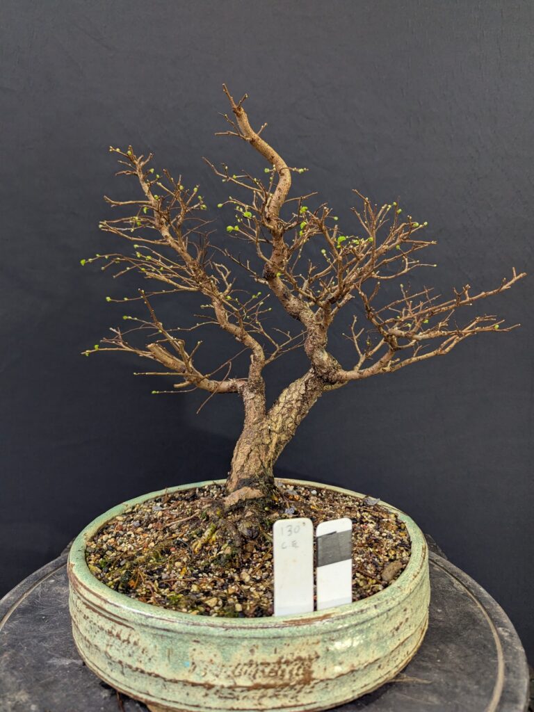 #0130 Chinese Elm