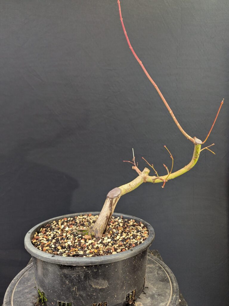 #0004 Japanese Maple