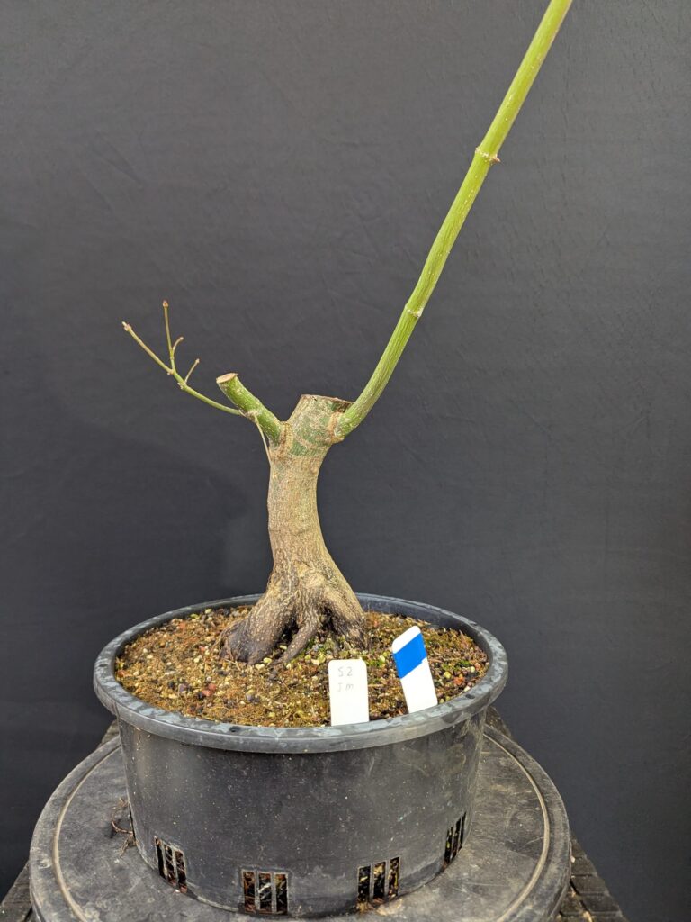 #0052 Japanese Maple