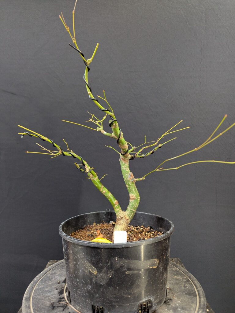 #0260 Japanese Maple