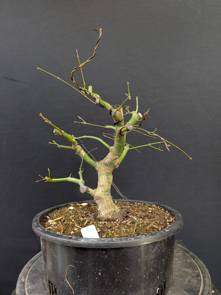 #0234 Japanese Maple