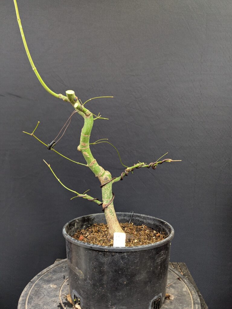 #0011 Japanese Maple