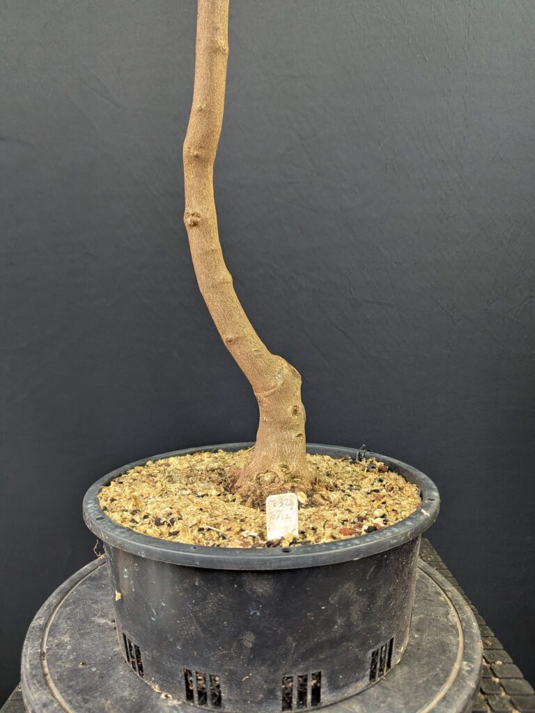#0232 Trident Maple
