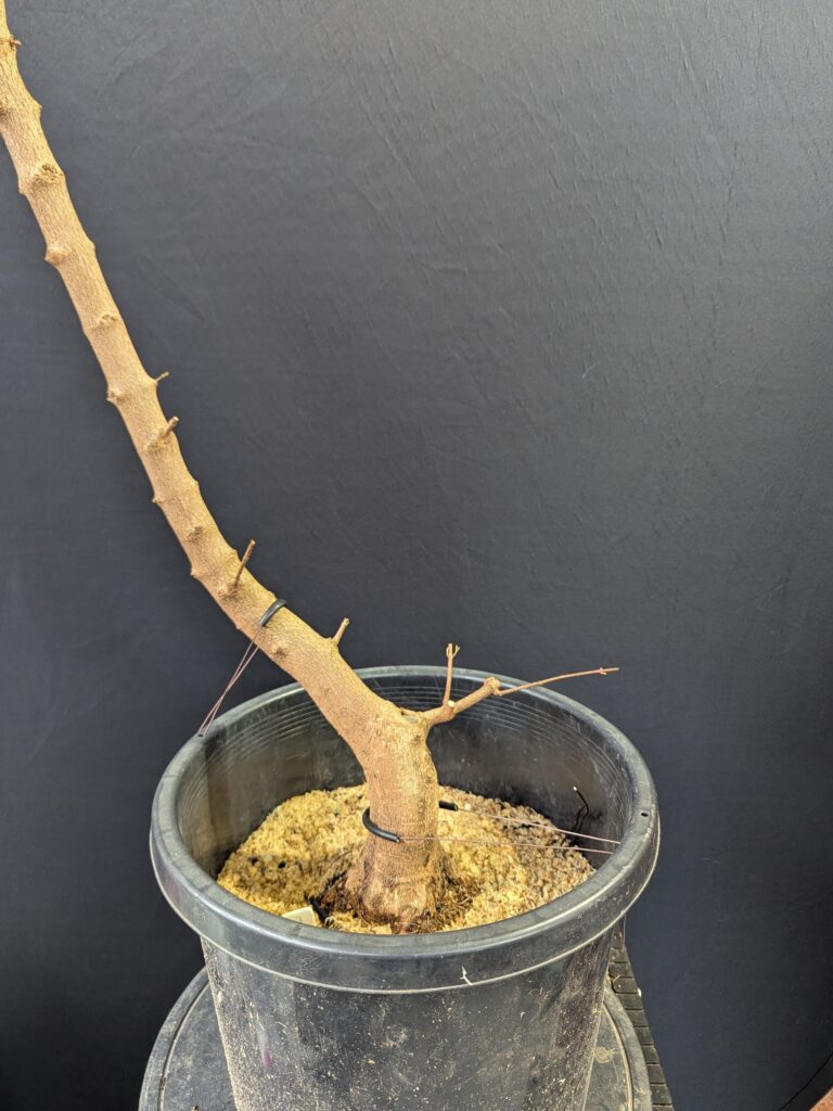 #0043 Trident Maple
