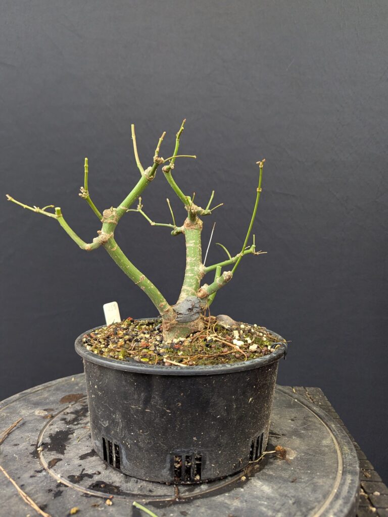#0259 Japanese Maple