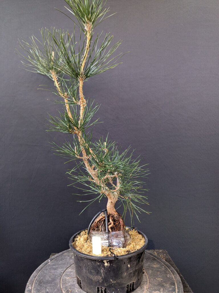 #0229 Japanese Black Pine