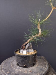 #0227 Japanese Black Pine