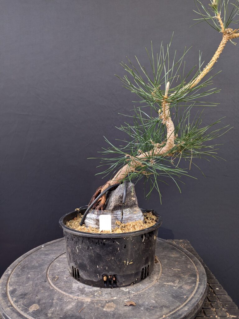 #0227 Japanese Black Pine