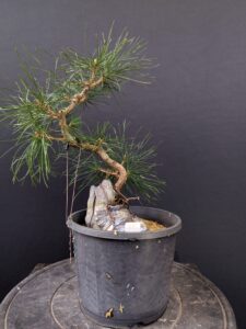 #0231 Japanese Black Pine