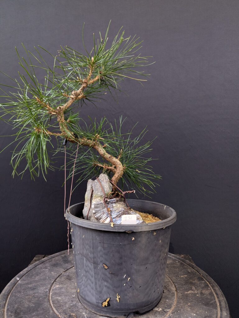 #0231 Japanese Black Pine