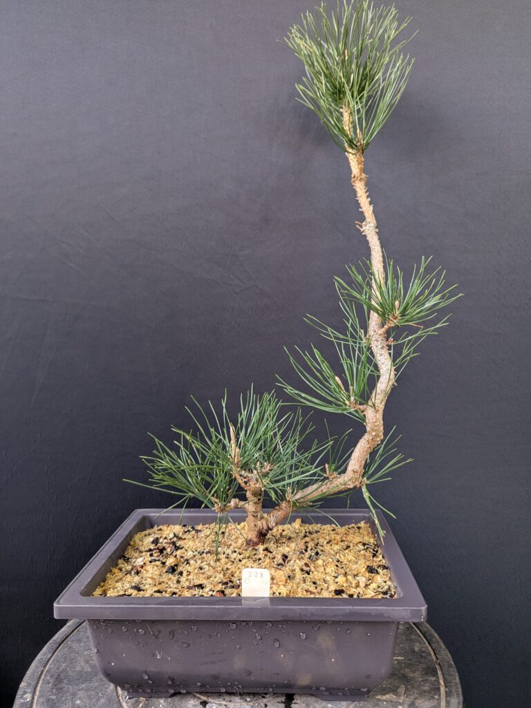 #0228 Japanese Black Pine