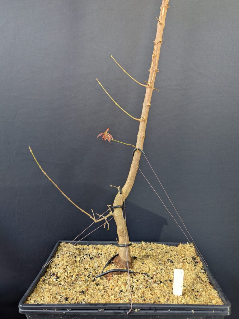 #0106 Trident Maple