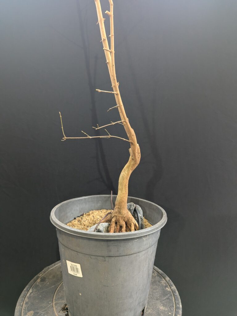 #0283 – Trident Maple