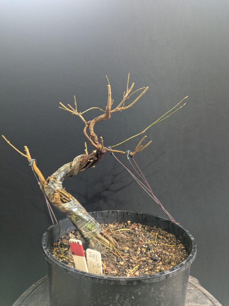 #0281 – Trident Maple