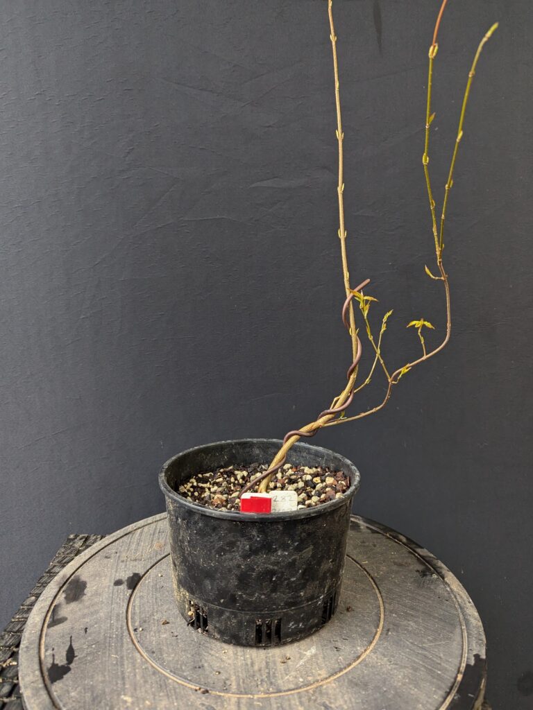 #0282 – Trident Maple