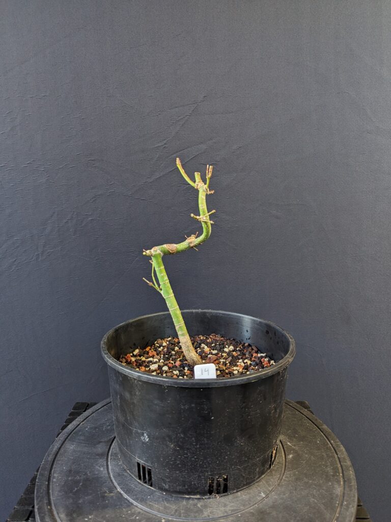 #0014 Japanese Maple