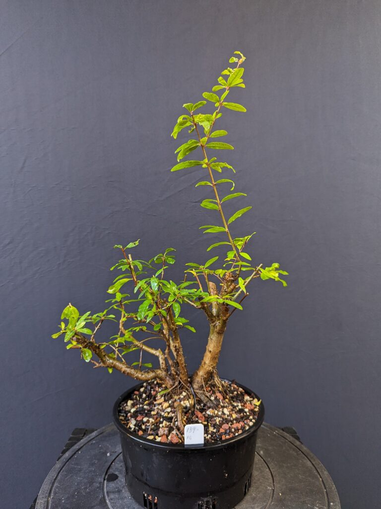 #0139 Dwarf Pomegranate