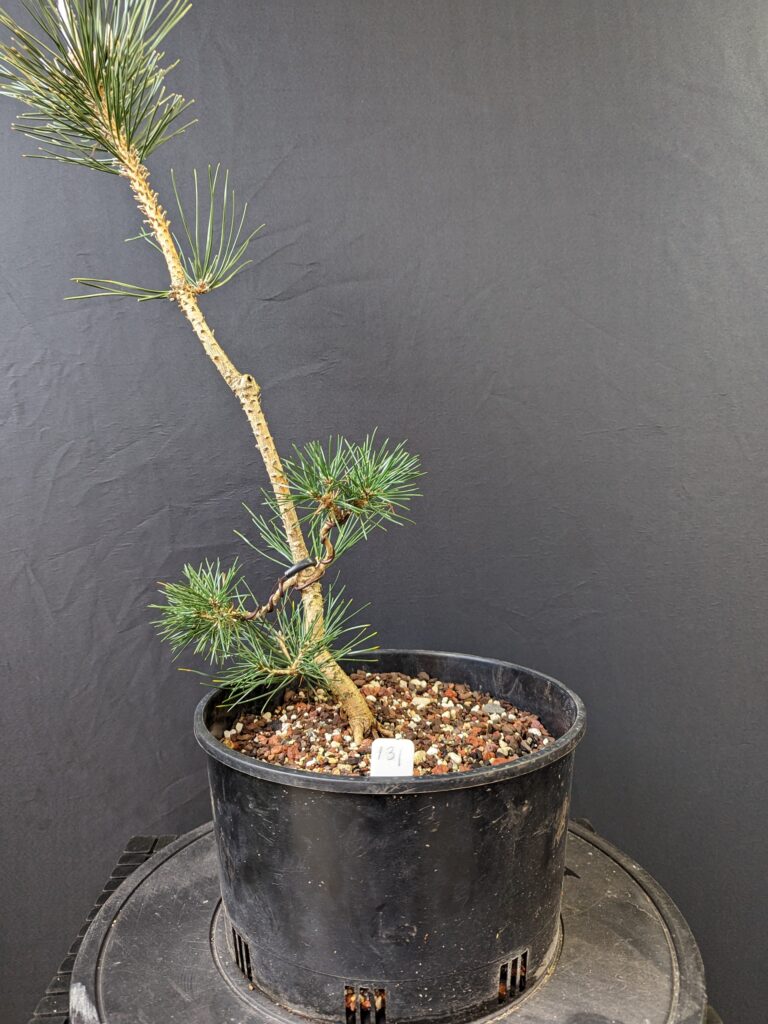 #0131 Japanese Black Pine