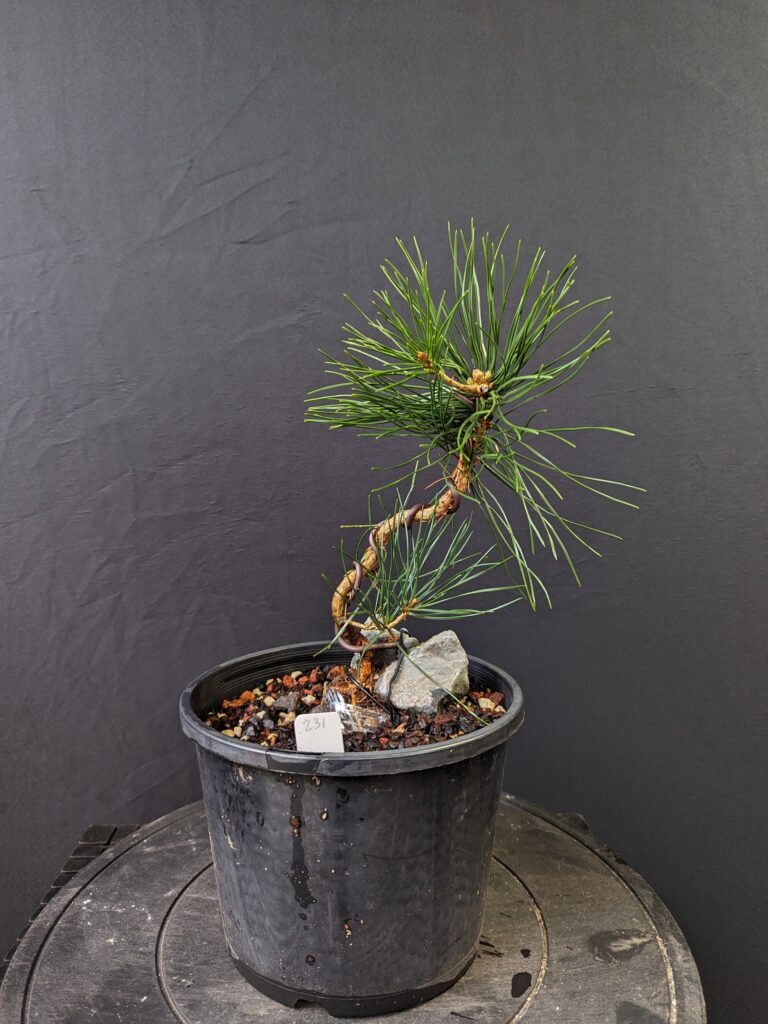 #0231 Japanese Black Pine