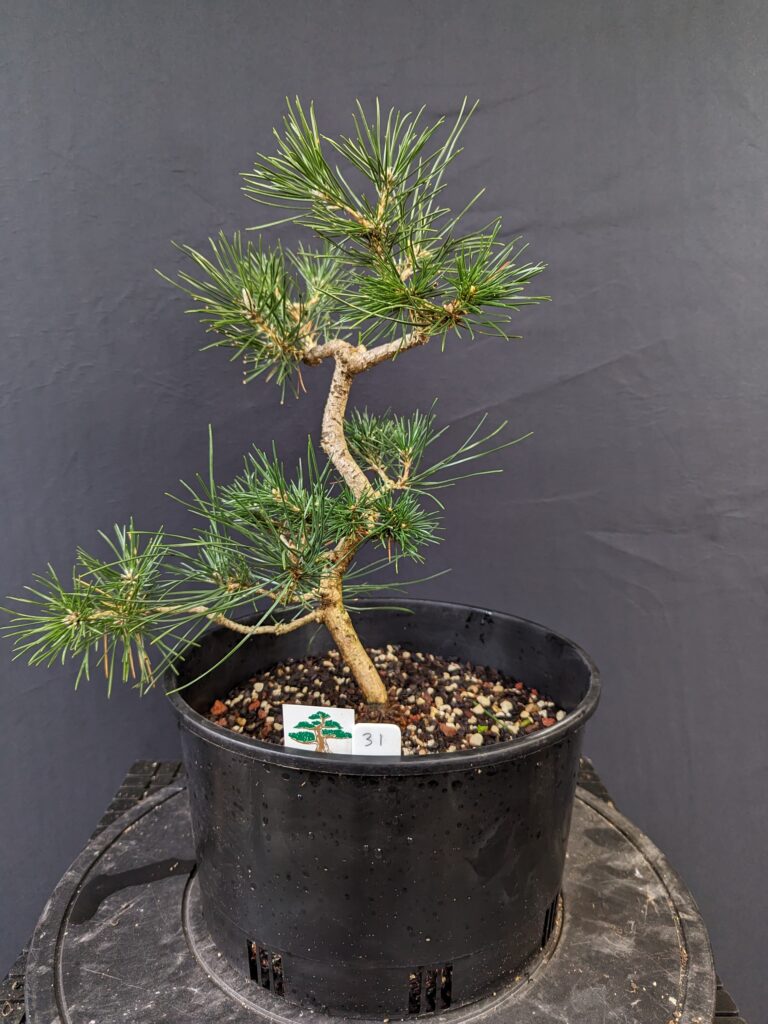 #0031 Japanese Black Pine