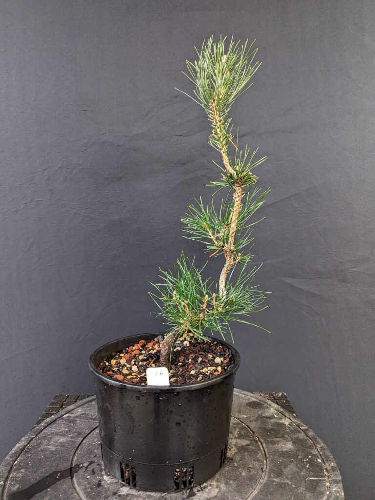 #0126 Japanese Black Pine