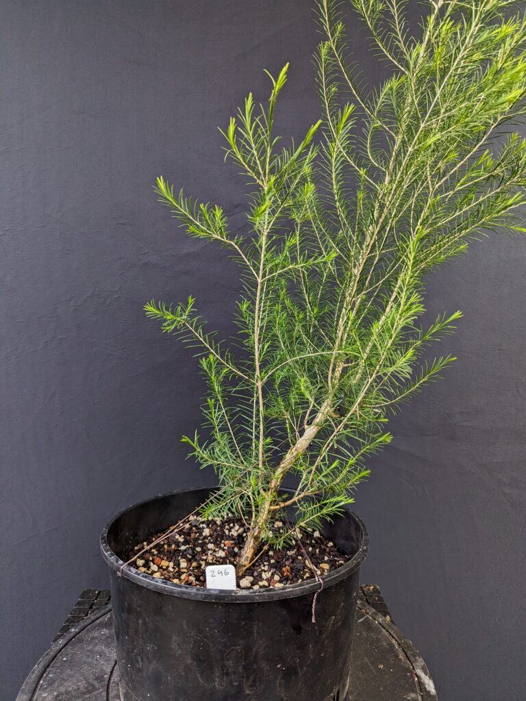 #0246 Melaleuca