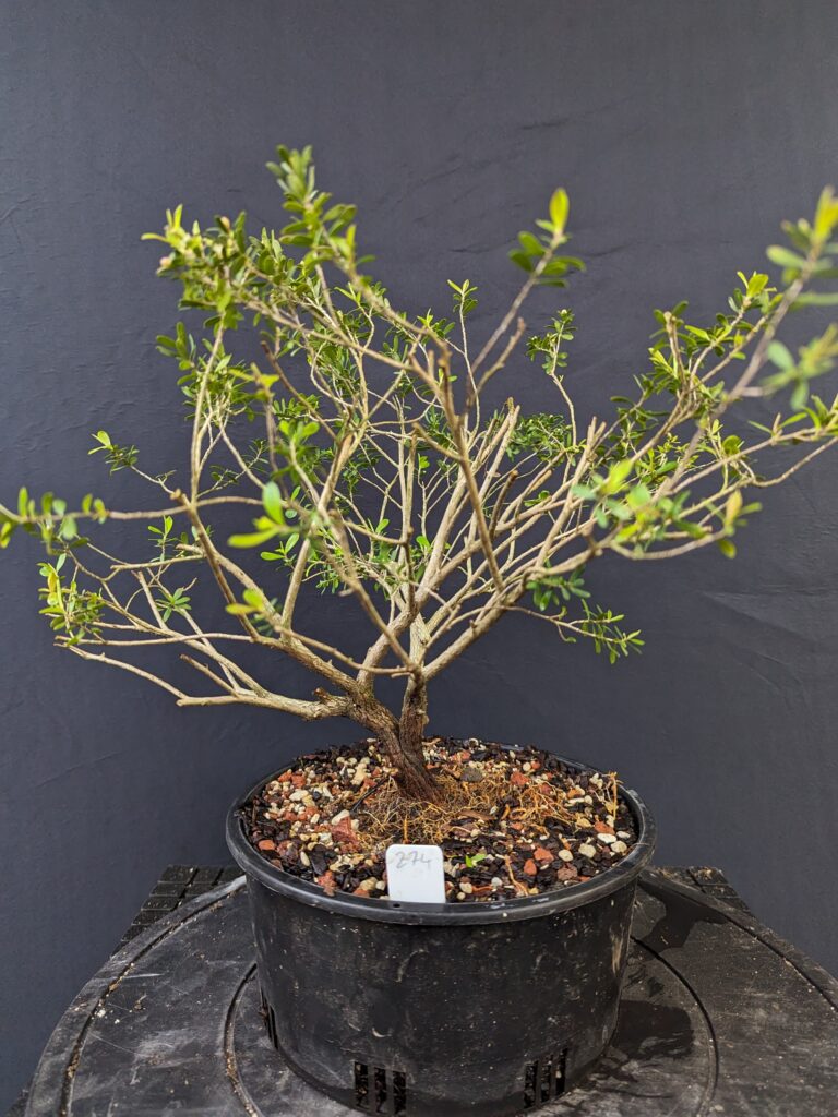#0274 Coastal Tee Tree