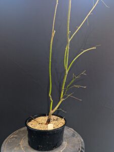 #0296 -Japanese Maple