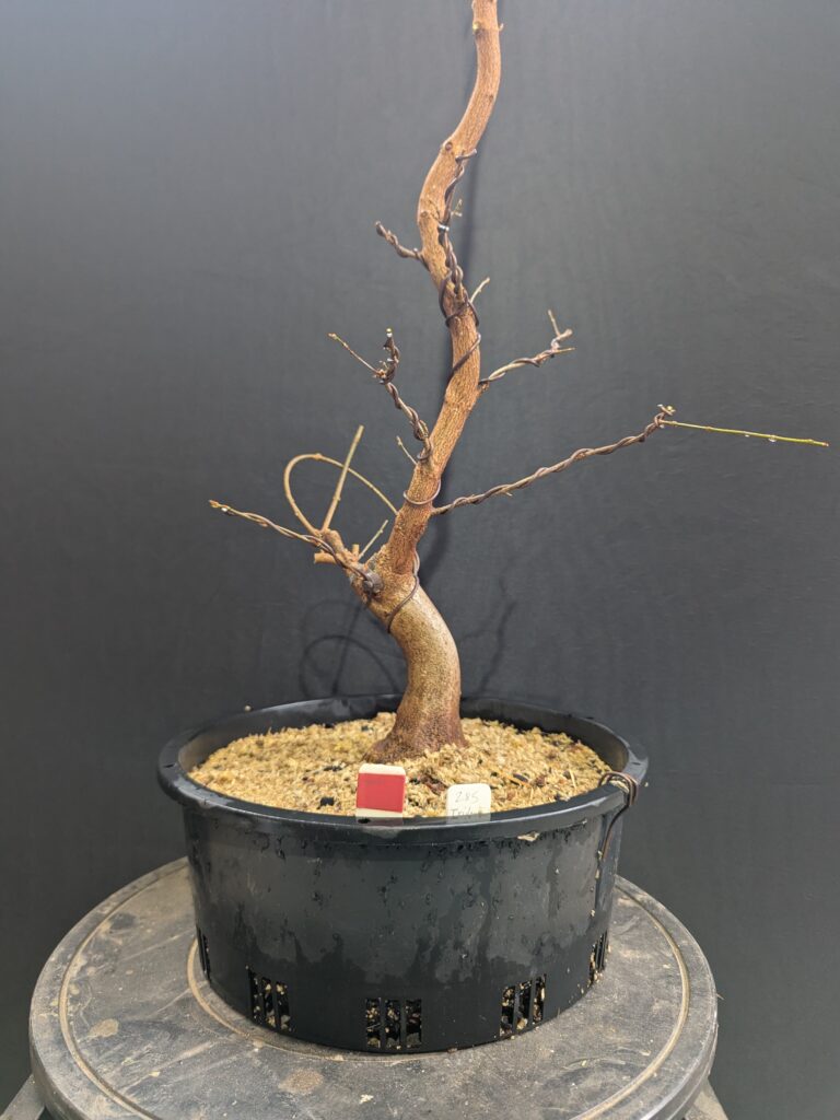 #0285 – Trident Maple
